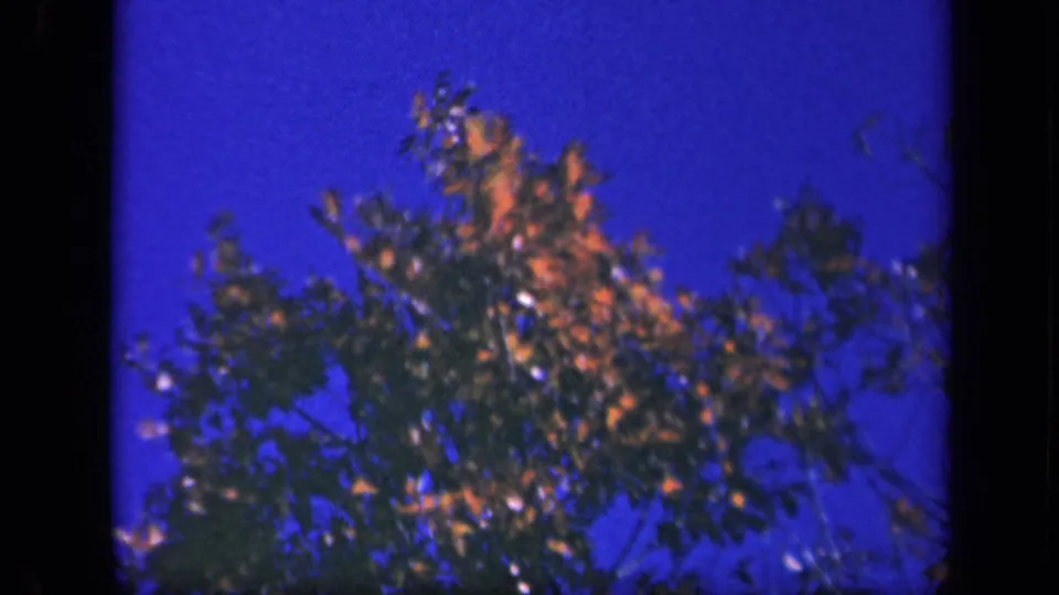 1943 Skyline Drive frame with leafy branches moving against a deep blue sky, showing soft 8mm color and grain.