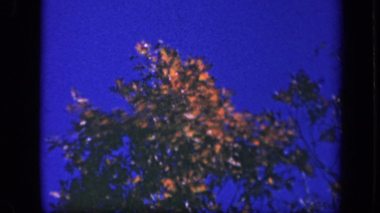 Autumn treetops at Skyline Drive, Virginia, seen in saturated 1943 8mm home-movie footage.