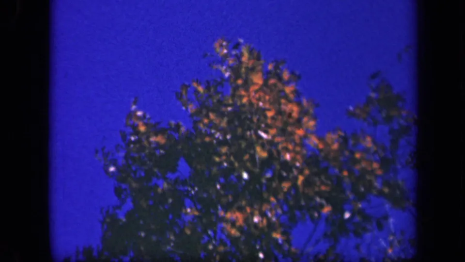A tree with red-orange foliage stands against blue sky in the Skyline Drive home-movie sequence.