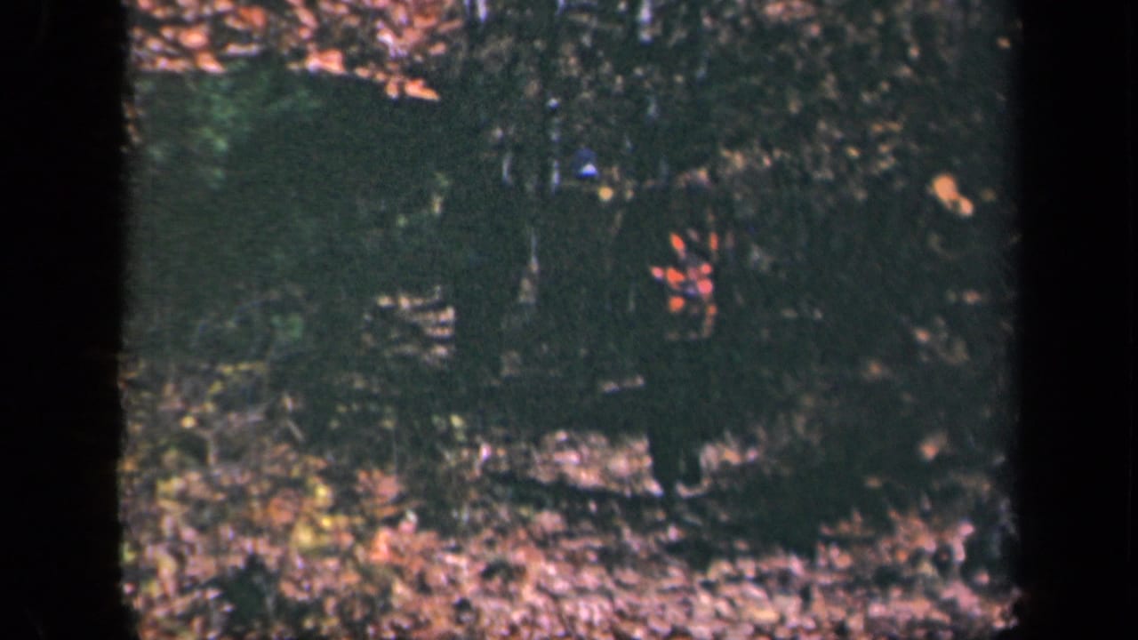 Dark wooded area with leaf-covered ground and trees in soft focus.