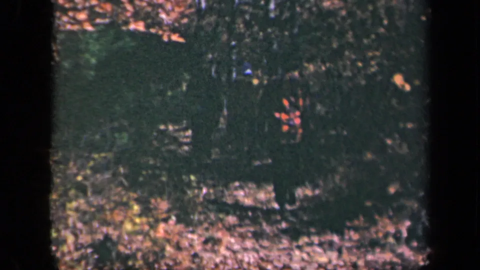 1943 Skyline Drive home-movie frame showing a shaded forest floor with fallen leaves and dark tree forms.