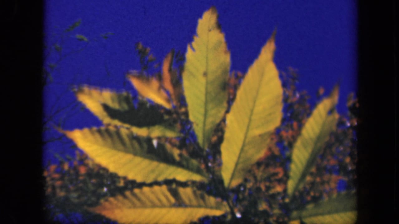 Close-up 8mm view of yellow autumn leaves and branches against blue sky, from the Skyline Drive home movie.