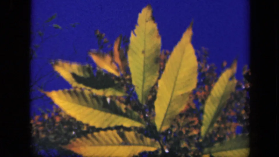 Close-up 8mm view of yellow autumn leaves and branches against blue sky, from the Skyline Drive home movie.