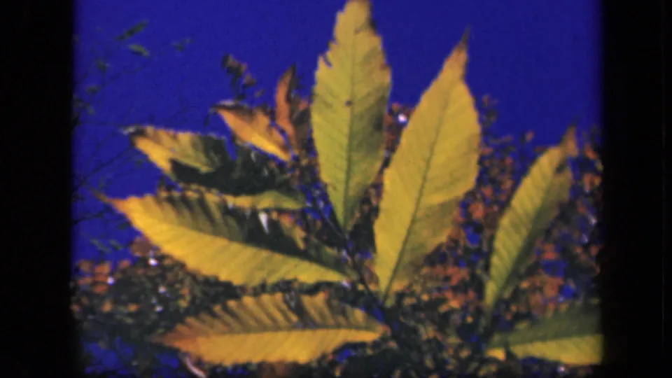 Close-up of bright yellow leaves with blue sky and surrounding autumn foliage in the 1943 Virginia 8mm footage.