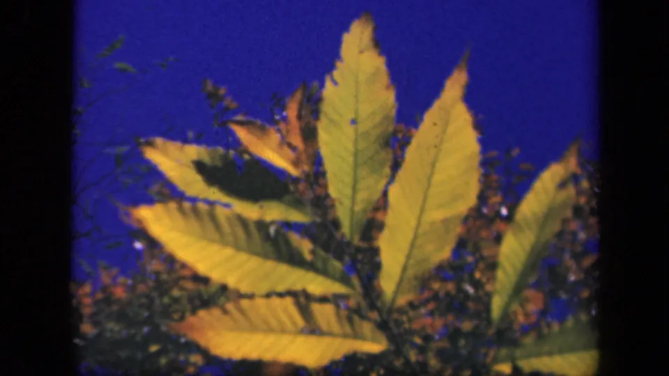Final sampled frame shows yellow autumn leaves and branches against blue sky in the Skyline Drive home-movie sequence.