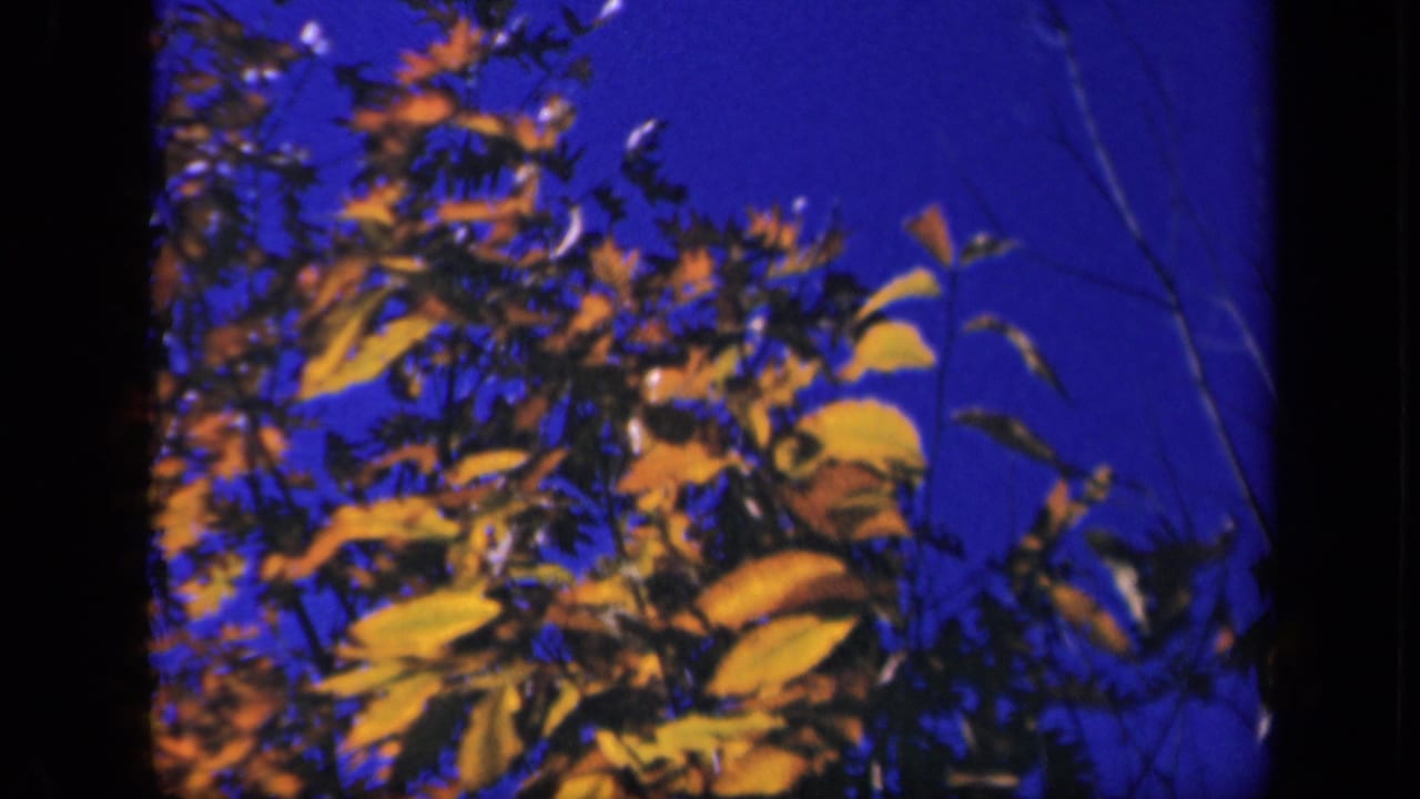 Yellow leaves and branches sway against a deep blue sky in 1940s 8mm footage from Skyline Drive, Virginia.