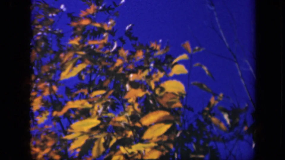 Yellow leaves and branches sway against a deep blue sky in 1940s 8mm footage from Skyline Drive, Virginia.
