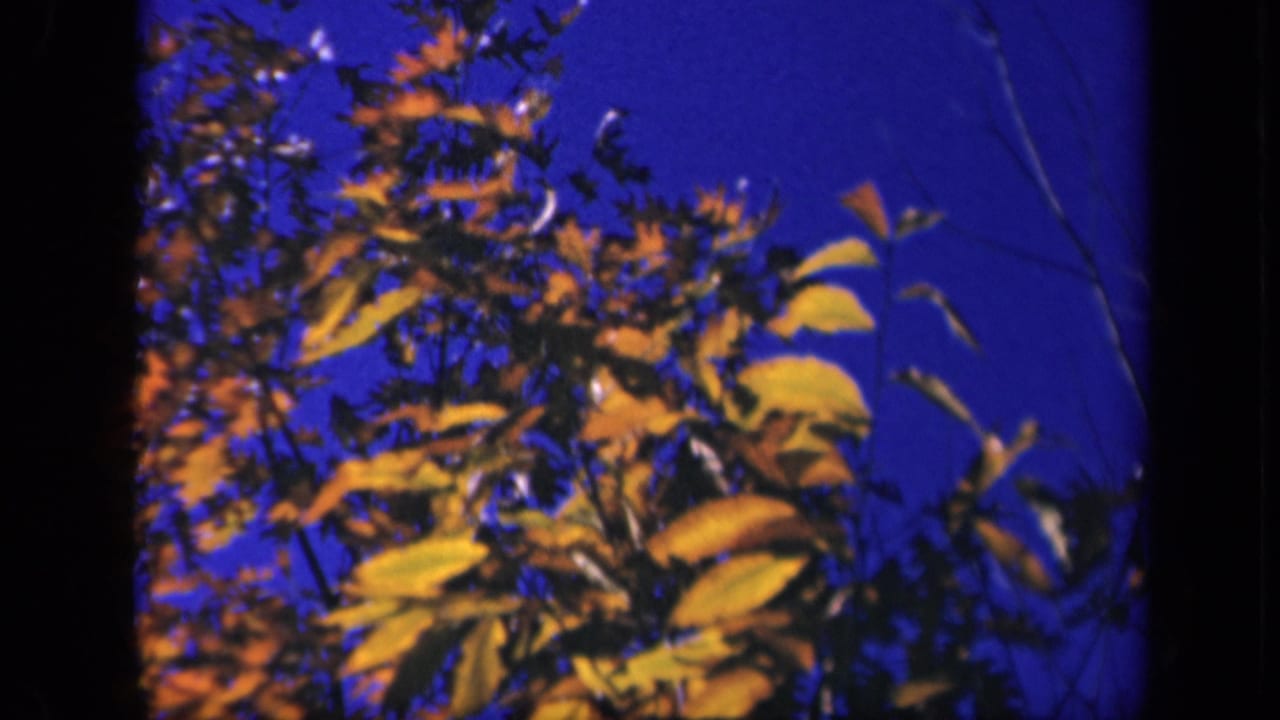 Autumn leaves cluster near the top of the frame with blue sky behind.