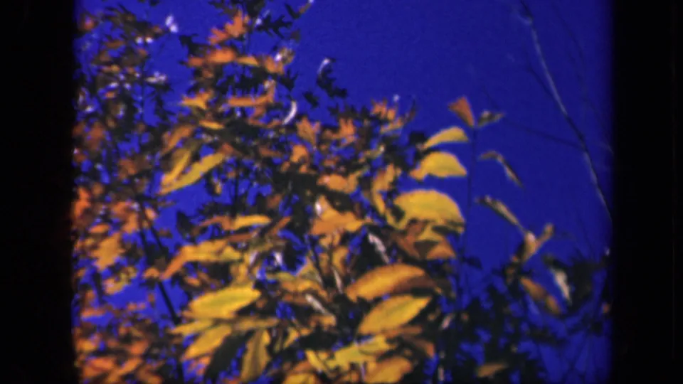A cluster of yellow-orange leaves appears against blue sky in supported Skyline Drive, Virginia home-movie footage.