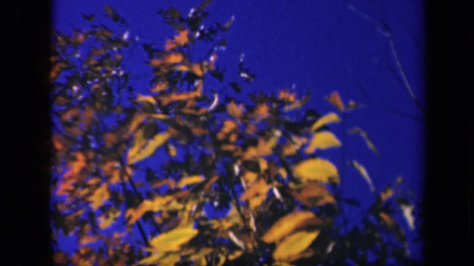 Softly focused yellow foliage moves across a deep blue sky in 1940s 8mm Skyline Drive footage.