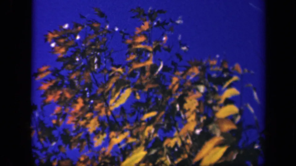 Windblown yellow leaves and branches fill the frame in archival 8mm footage identified as Skyline Drive, Virginia.