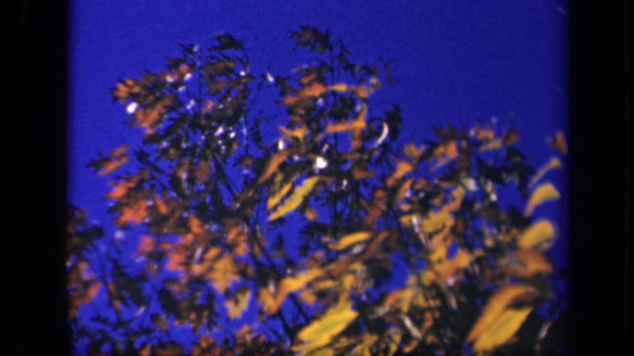 Windblown autumn treetops against a deep blue sky with dark film borders.