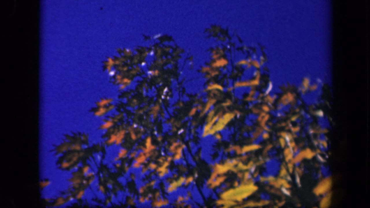 Skyline Drive 8mm frame with wind-stirred orange and yellow leaves silhouetted against a strong blue sky.