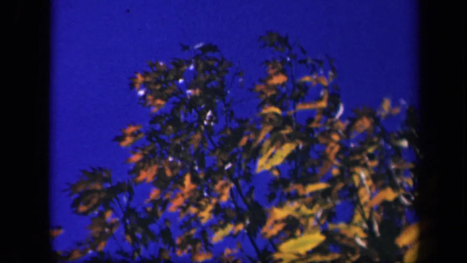 Skyline Drive 8mm frame with wind-stirred orange and yellow leaves silhouetted against a strong blue sky.