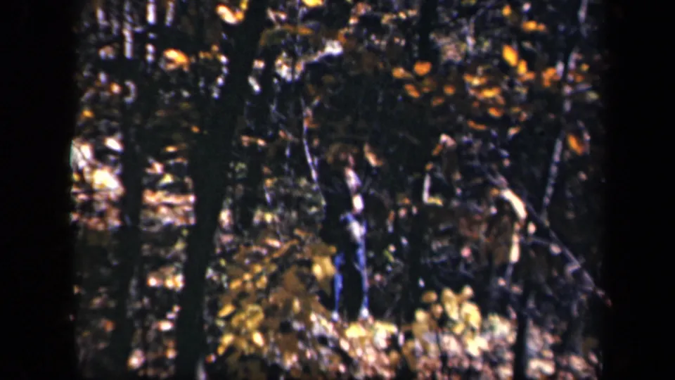 1943 home-movie view of a shaded Skyline Drive forest floor with trunks, undergrowth, and patches of golden foliage.