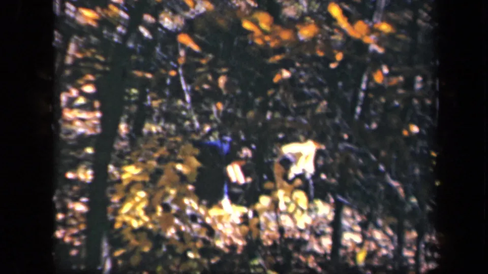 Vintage 8mm frame of Skyline Drive woodland, showing dark trunks, dense brush, and scattered autumn leaf color.