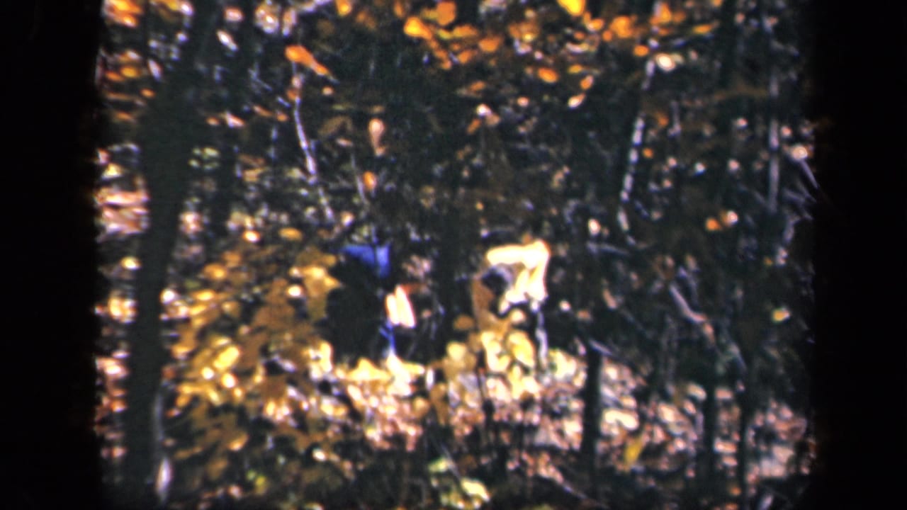 1943 home-movie frame from Skyline Drive metadata showing two distant figures walking through bright autumn woods.