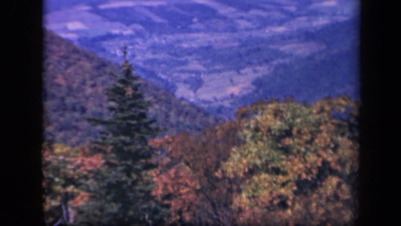 Evergreen tree and autumn foliage in front of layered blue mountain ridges.