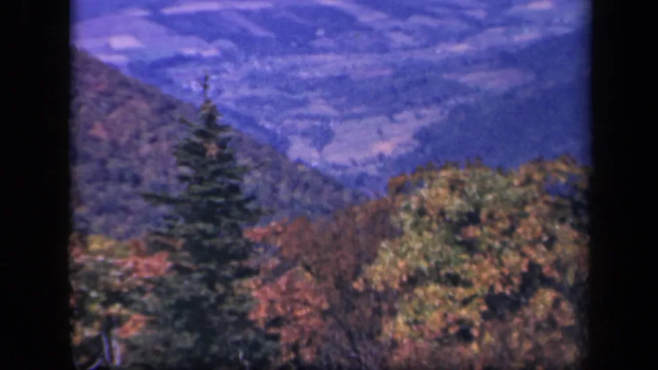 Skyline Drive, Virginia frame with an evergreen centered against distant Blue Ridge terrain and fall-colored trees.