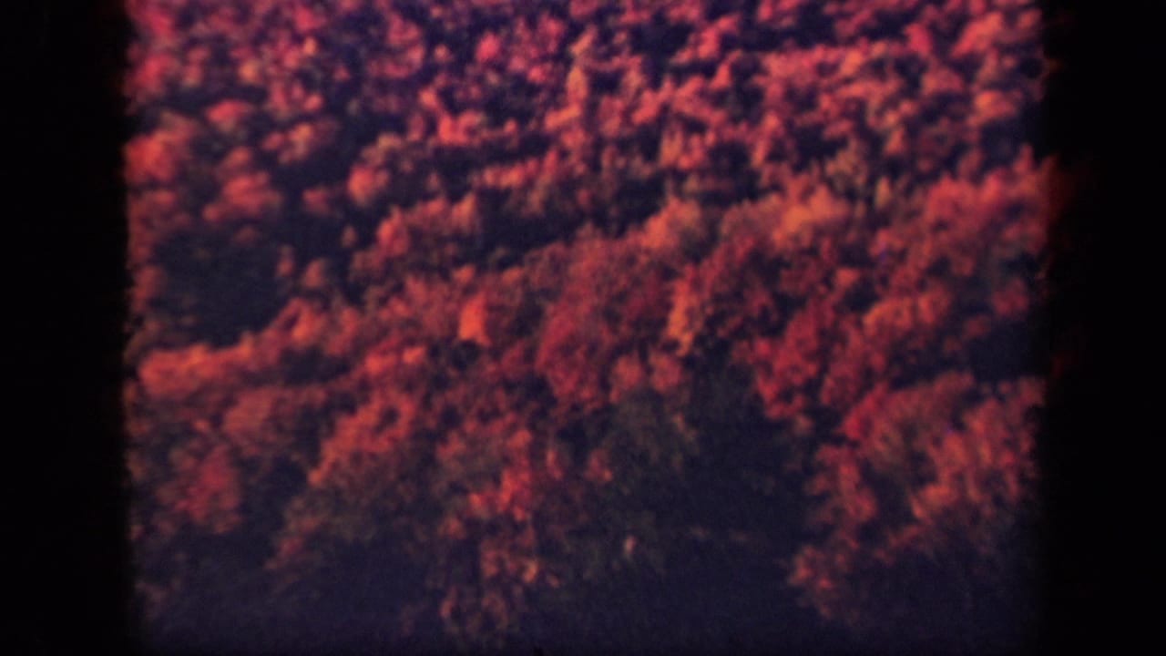 Home-movie view of dense forest canopy near Skyline Drive, tinted red and purple by the film stock and exposure.