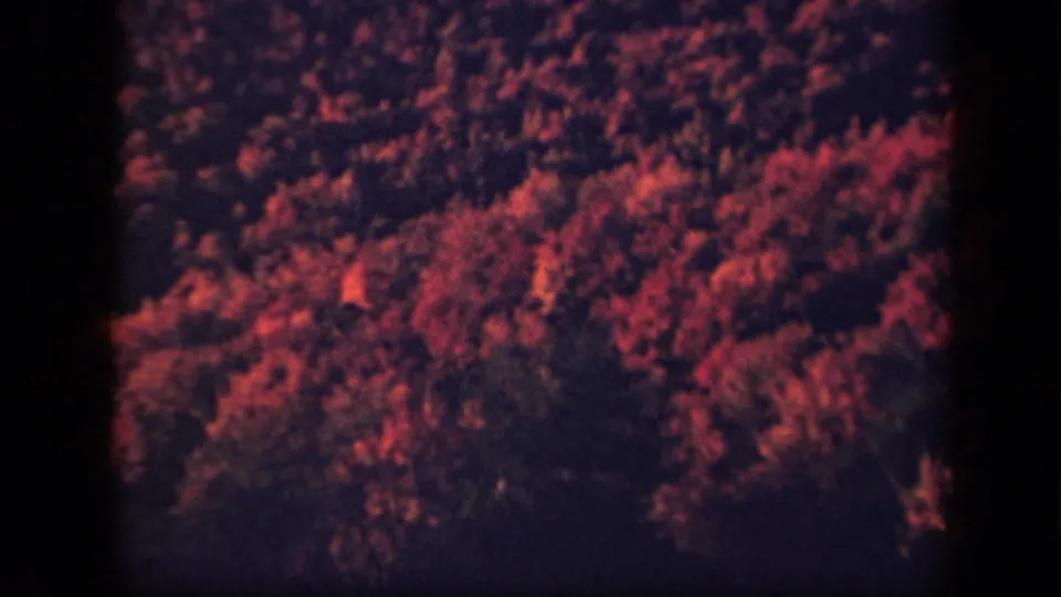 Skyline Drive forest view in 8mm home-movie color, showing dense trees and undergrowth with strong red-purple shifts.