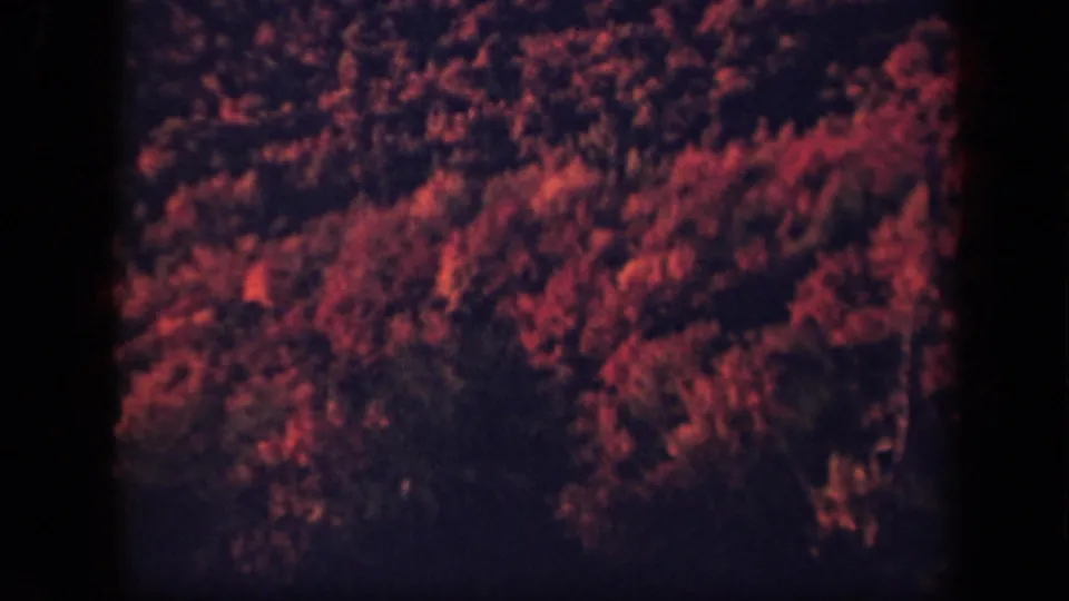 A 1943 Skyline Drive forest cutaway showing reddish treetops and dark vegetation in grainy 8mm home-movie texture.