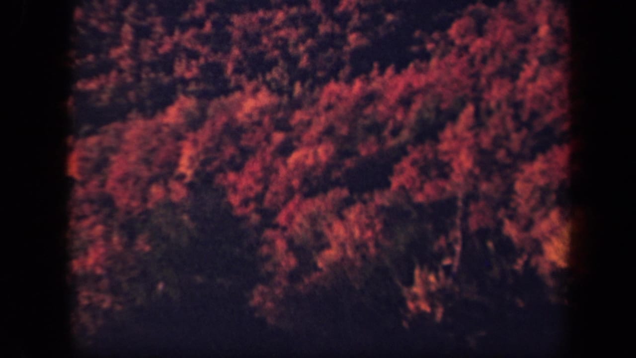 Skyline Drive, Virginia 8mm footage showing a dense autumn treetop view with red foliage and darker wooded areas.
