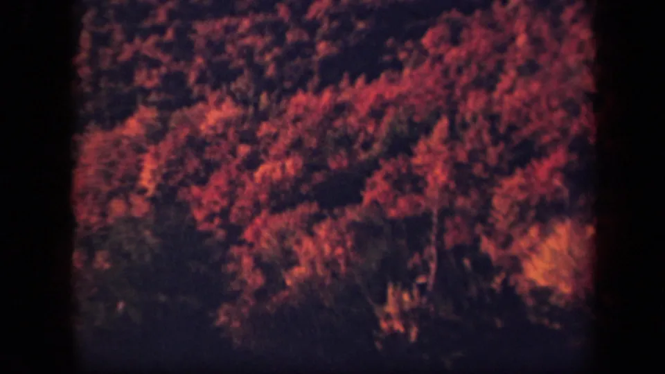 1943 Skyline Drive 8mm frame showing warm autumn foliage across a wooded slope or canopy, with grain and soft exposure.