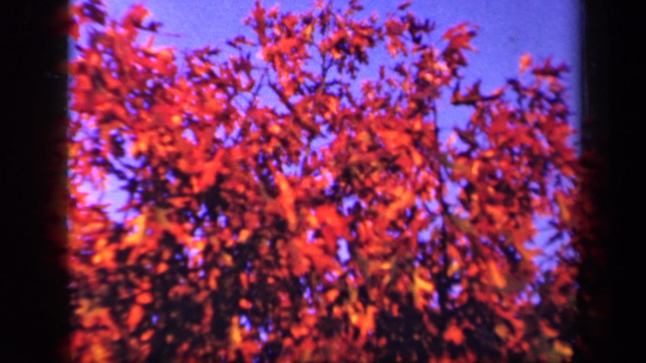 1943 Skyline Drive 8mm frame showing red-orange autumn tree canopy and dark branches against blue sky.
