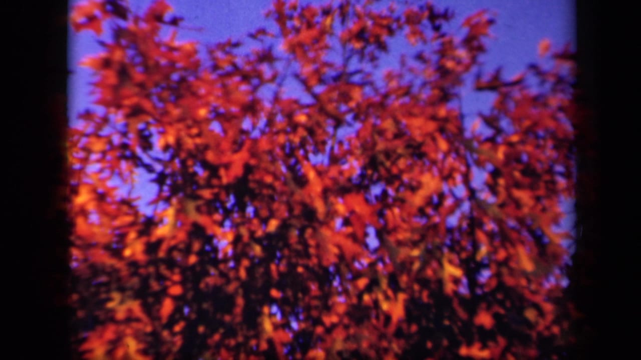 Dense fall foliage and branching limbs appear against patches of blue sky.