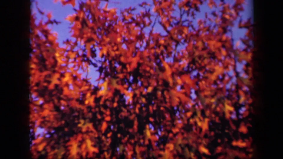 1943 Virginia 8mm frame looking into an autumn canopy of red-orange leaves with dark branches and sky gaps.