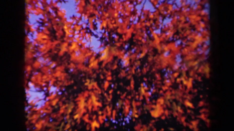 Skyline Drive 8mm still with soft red-orange foliage, dark branches, and blue sky, likely from a brief moving view.