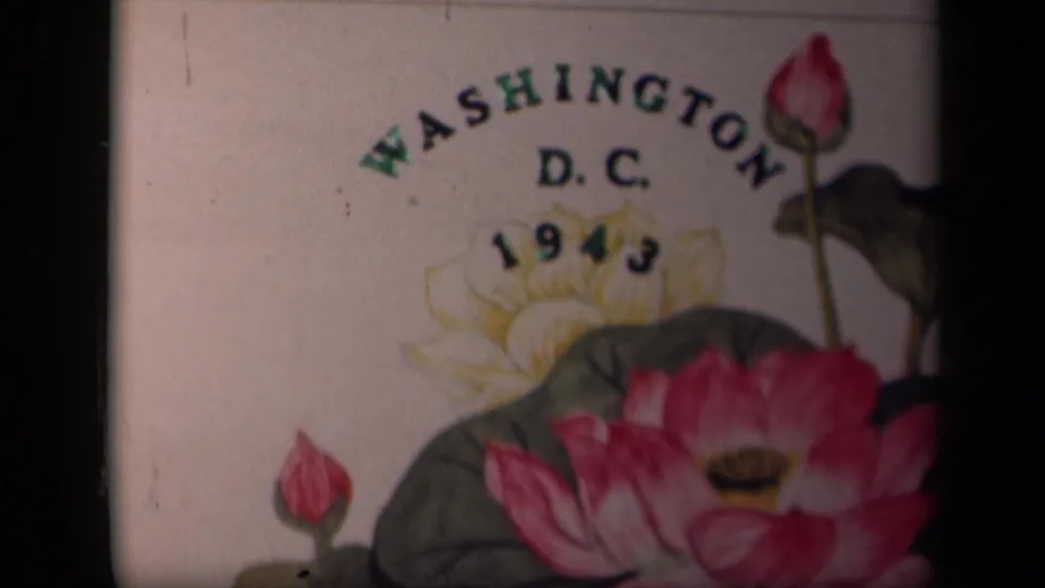 Washington D.C. 1943 title frame showing lotus blossoms, leaves, and soft 8mm film texture.