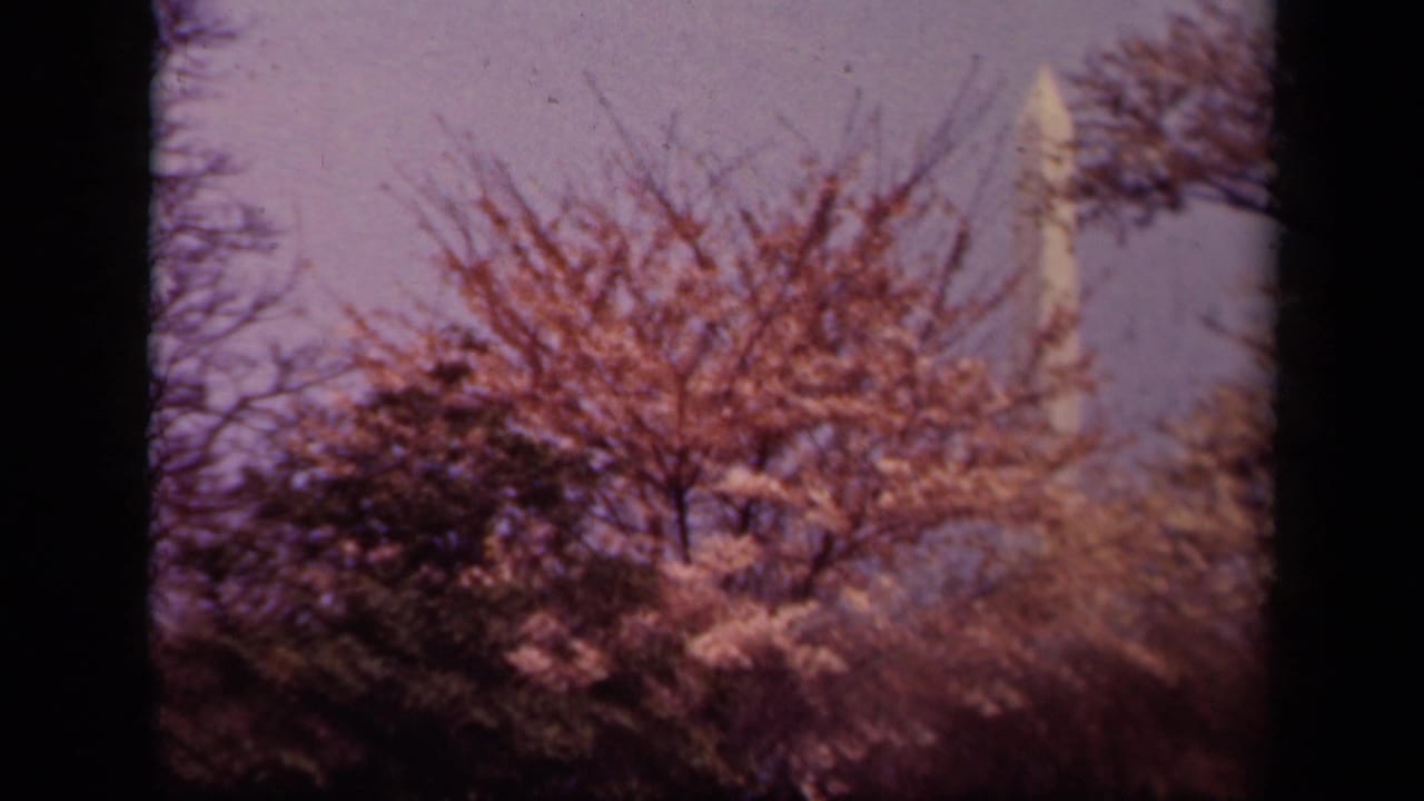 1943 Washington, DC 8mm frame showing cherry blossoms and trees with the Washington Monument partly visible in the background.