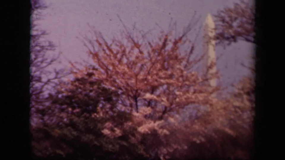1943 Washington, DC 8mm frame showing cherry blossoms and trees with the Washington Monument partly visible in the background.
