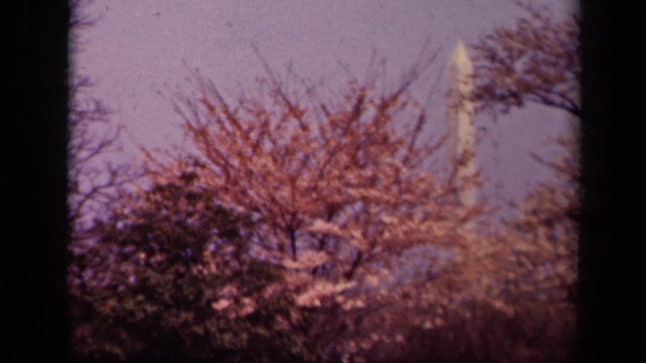 Blooming branches and trees partly obscure the Washington Monument.