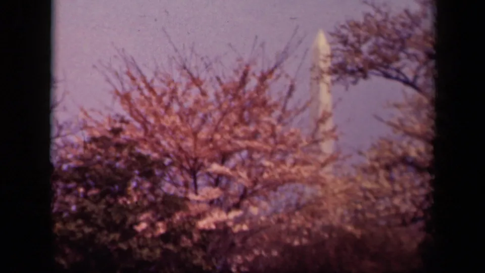 Washington, DC 1943 frame showing soft-focus cherry blossoms, trees, and a partial view of the Washington Monument beyond them.