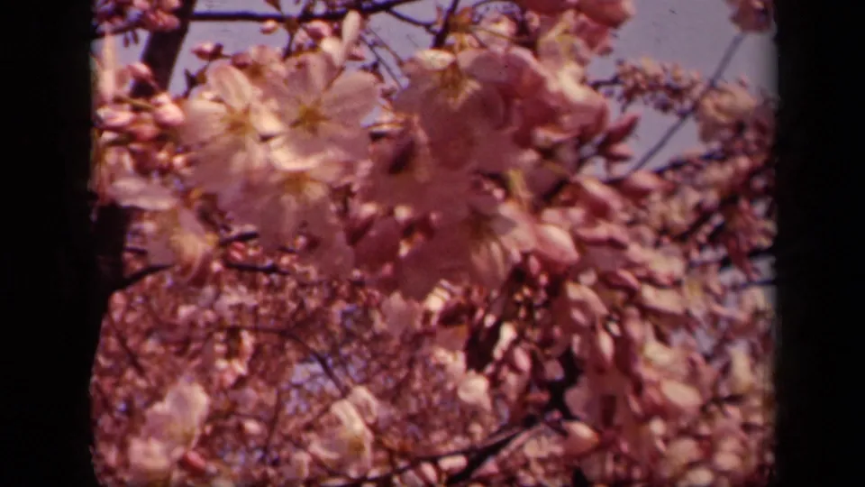 Close view of pink and white cherry blossoms in Washington DC, with branches filling most of the 8mm frame.