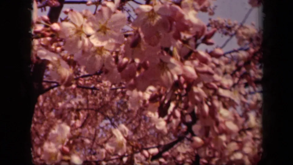 Soft 8mm close-up of cherry blossoms and dark branches, likely from the Washington DC landmark sequence.