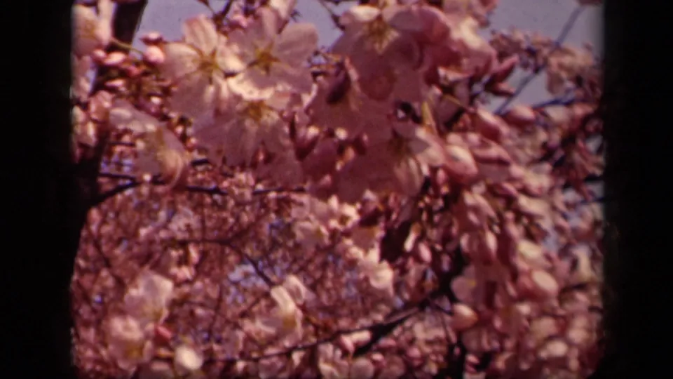 Final 1943 Washington DC frame showing cherry blossoms in warm color, with the landmark no longer clearly visible.