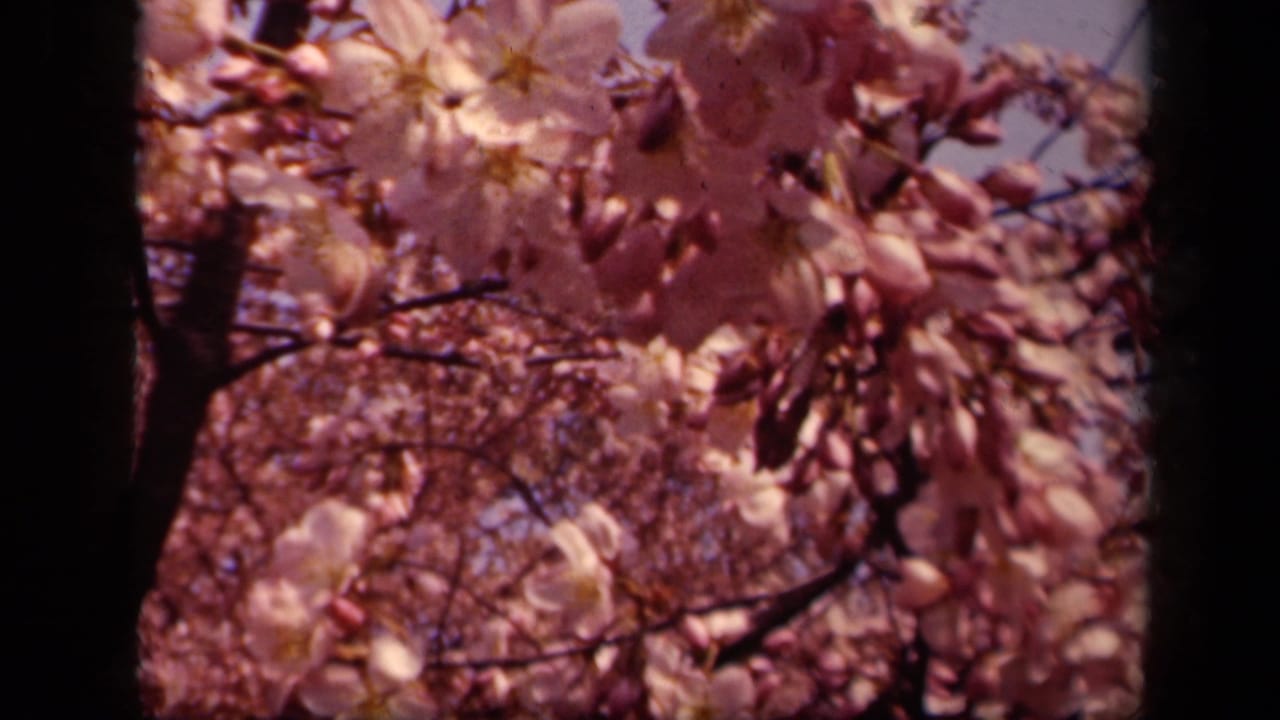 1943 Washington, DC home-movie frame showing cherry blossoms and buds clustered on dark branches against pale sky.