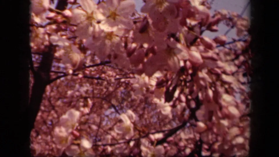 1943 Washington, DC home-movie frame showing cherry blossoms and buds clustered on dark branches against pale sky.