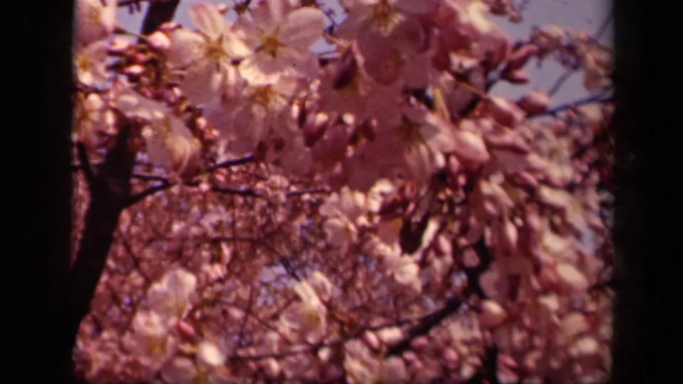 1943 Washington, DC frame with soft pink blossoms, unopened buds, and dark branches crossing a pale spring sky.