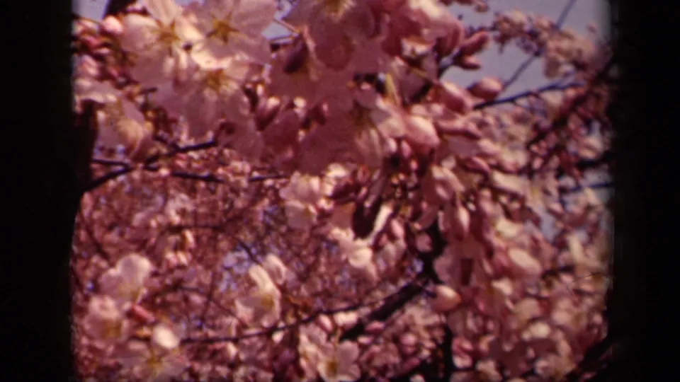 1943 Washington, DC home-movie view of cherry blossoms hanging from branches, with pale sky and warm 8mm color.