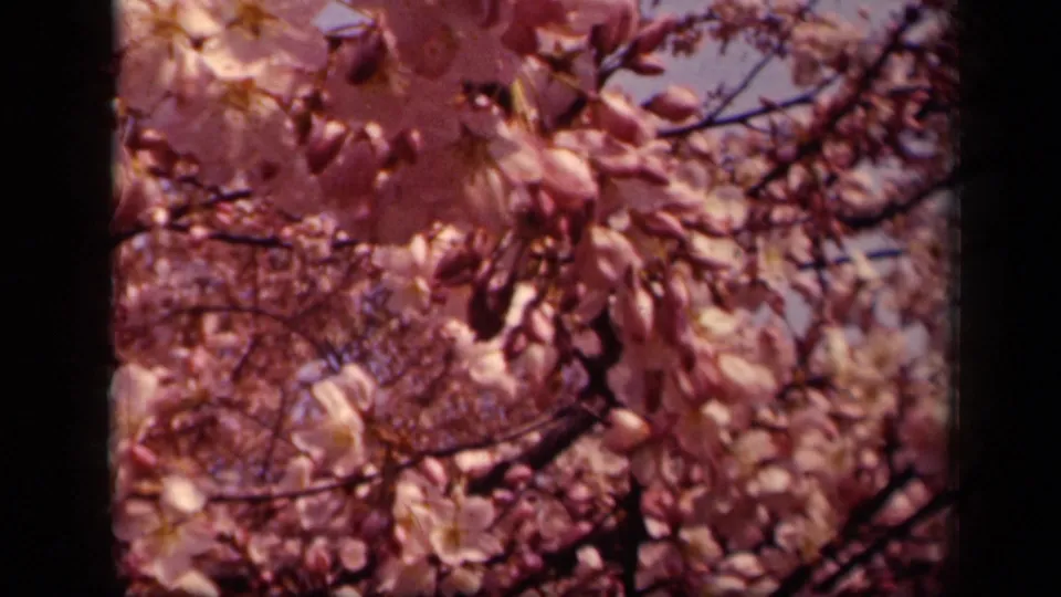 1943 Washington, DC frame showing cherry blossoms in bloom, dark branch lines, and pale sky in warm home-movie color.