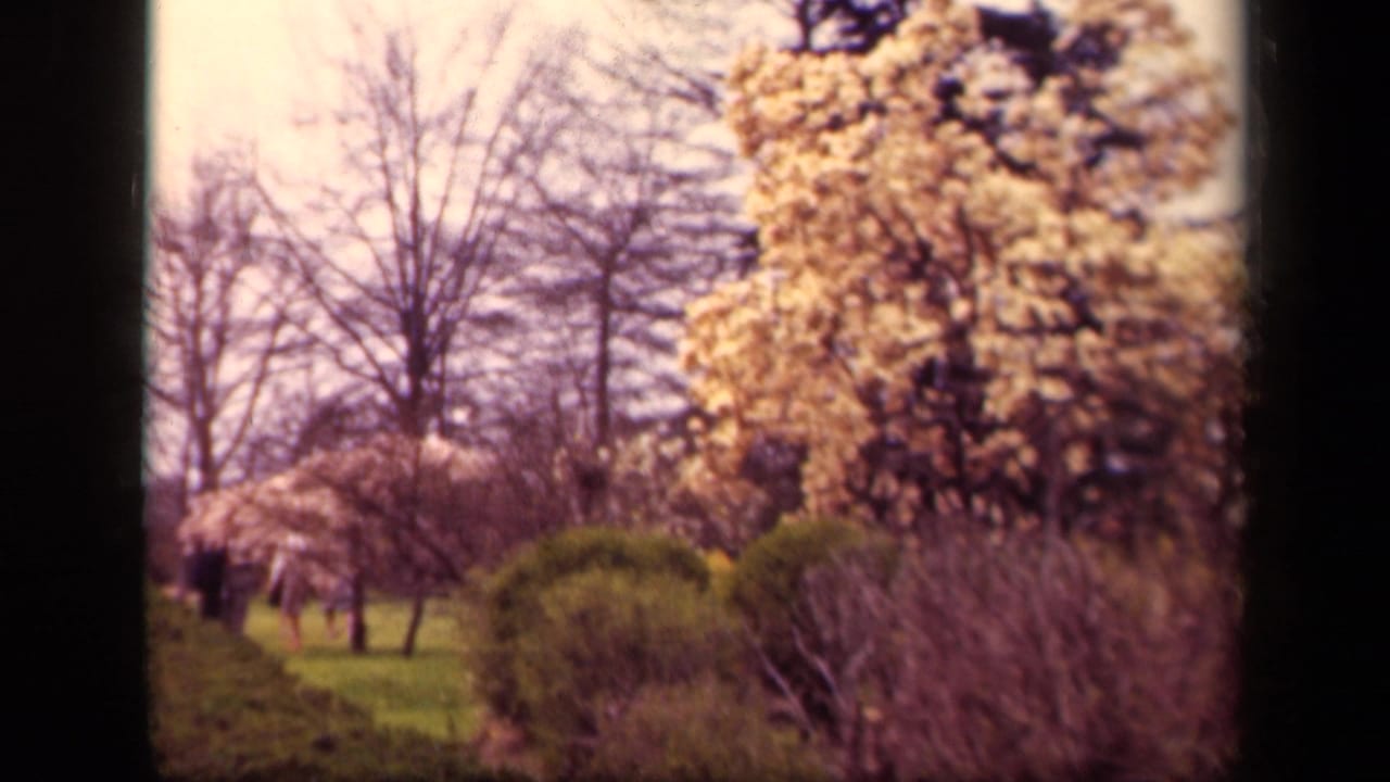 1943 Washington, DC 8mm frame showing a blooming tree, manicured hedges, grass, and distant people walking in a park-like setting.