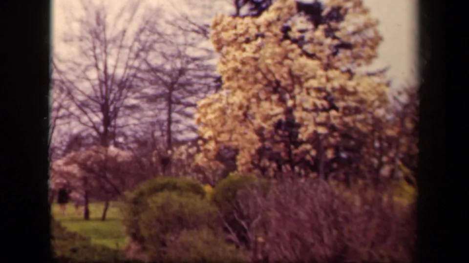 The 1943 Washington, DC home-movie view holds on flowering trees, shrubs, bare branches, and distant pedestrians across grass.