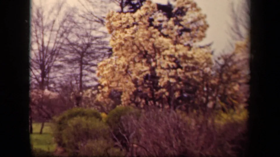 A warm 8mm frame from Washington, DC in 1943 shows a flowering tree, hedges, grass, and distant visitors partly obscured by foliage.