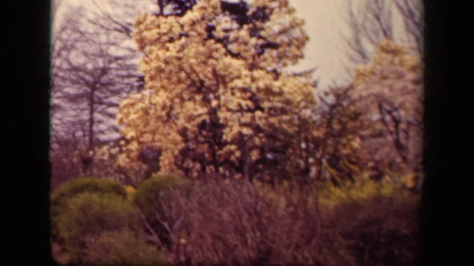 The final 1943 Washington, DC frame shows a soft-focus flowering tree, shrubs, lawn, and distant pedestrians in a landscaped green space.