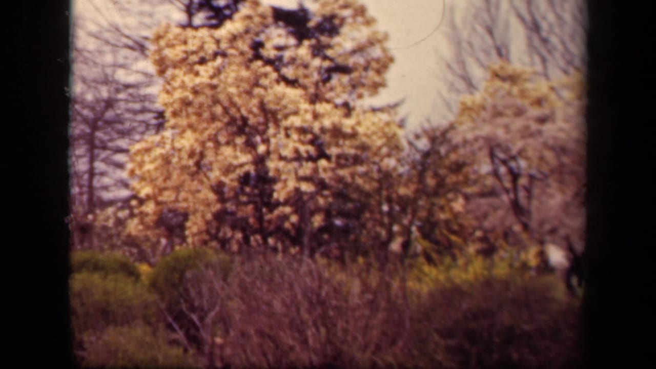 1943 Washington, DC home-movie frame showing flowering park trees, shrubs, bare branches, and dark 8mm frame edges.